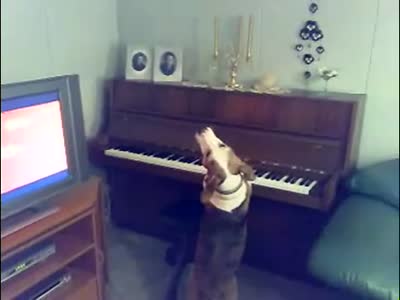 Музыкальная собачка