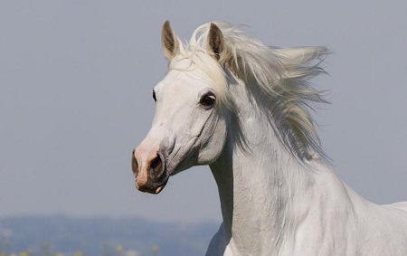 Белогривые лошадки (20 фото)