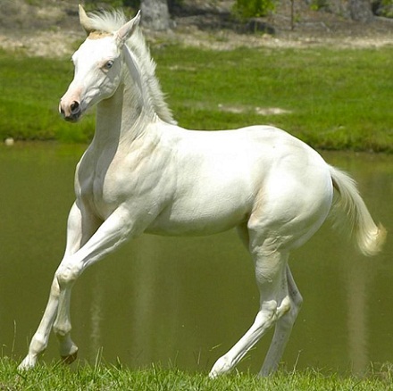 Белогривые лошадки (20 фото)