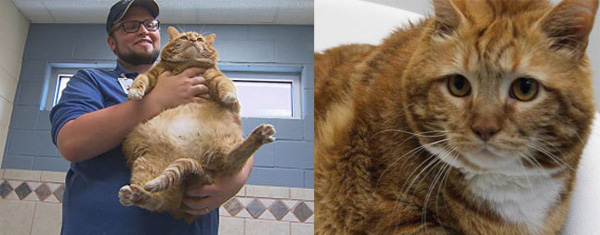 19-килограммовая кошка Худышка поступила в приют для животных