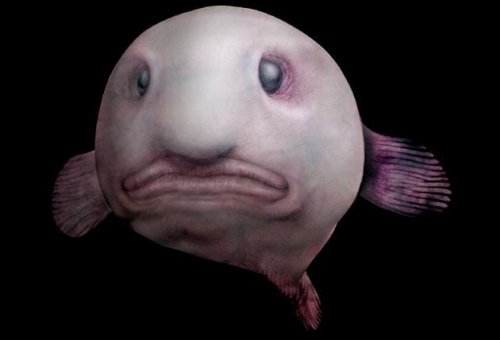 Самая грустная рыба в мире (6 фото)