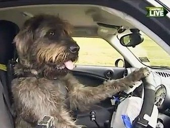 Собаки научились управлять автомобилем за два месяца