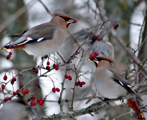 Зимние фотографии птиц (40 фото)