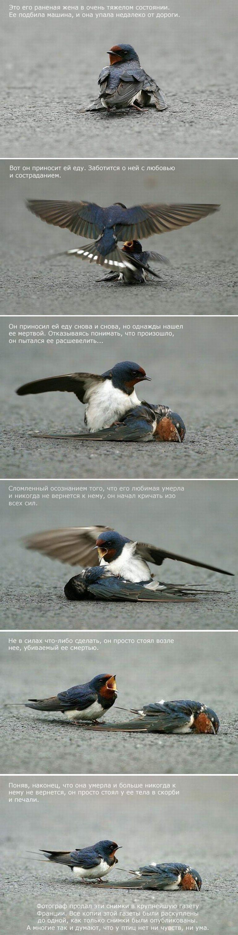 История птичьей верности (6 фото)