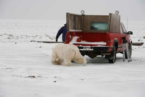 Наперегонки с белым медведем (6 фото)