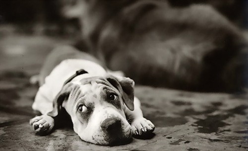 Фотографии собак от Sharon Montrose  (27 фото)