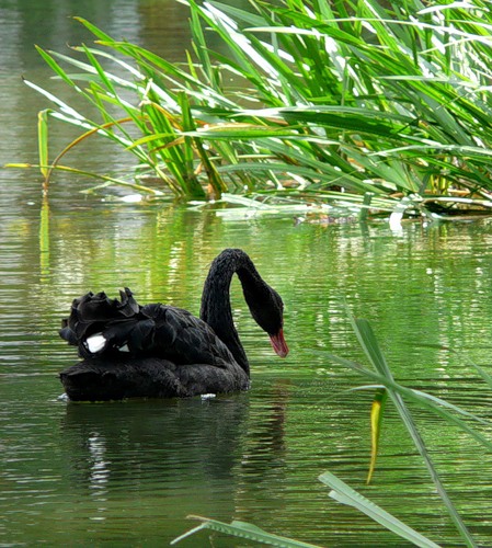 Чёрный лебедь (14 фото)