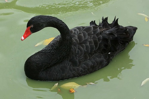 Чёрный лебедь (14 фото)
