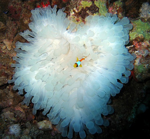 Подводное царство (30 фото)