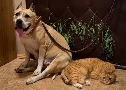 Собаки и кошки в одной обложке (25 фото)