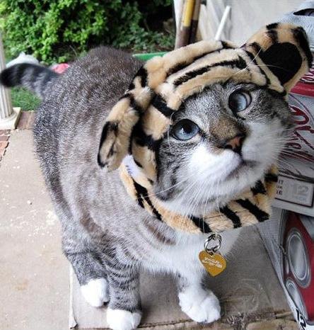 Косоглазый кот Спанглс стал звездой интернета (3 фото)
