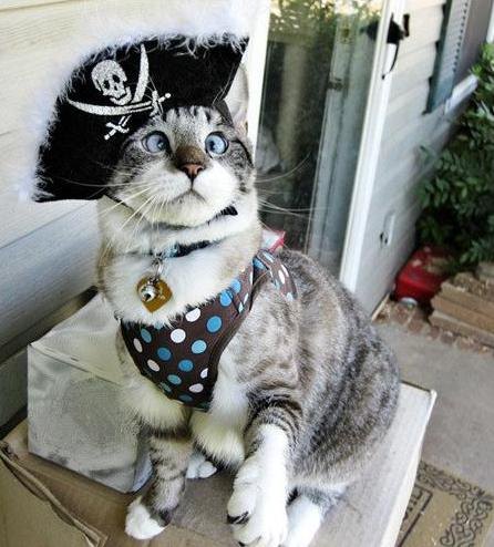 Косоглазый кот Спанглс стал звездой интернета (3 фото)