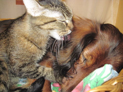 Кошки и собаки-неразлучные друзья (42 фото)