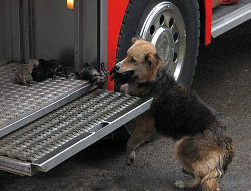 Собака вытащила щенков из огня (4 фото)