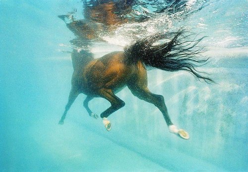 Экспрессивные фотографии лошадей в проекте Тима Флэка (23 фото)