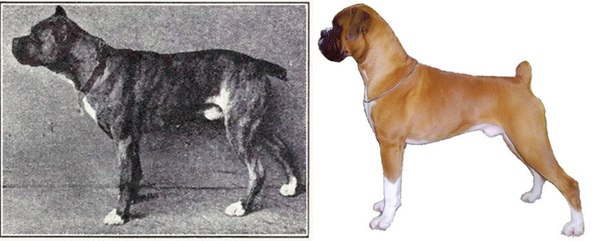 К чему привели 100 лет “улучшения” породистых собак (8 фото)