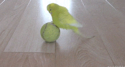 Попугай и теннисный мячик