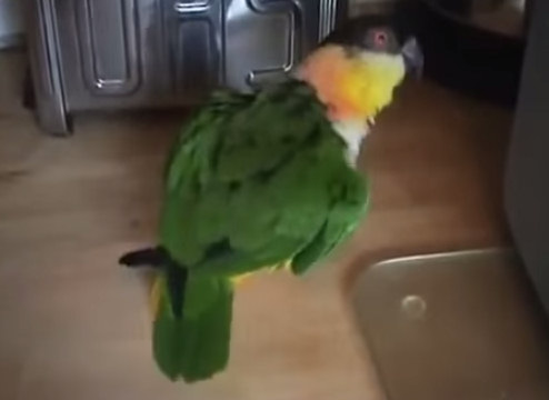 Юмор : Танец от попугая