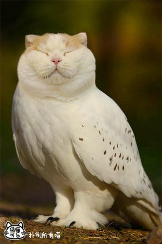 Юмор: Суперпопулярный гибрид совы и кошки (10 фото)