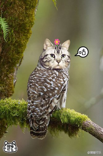 Юмор: Суперпопулярный гибрид совы и кошки (10 фото)