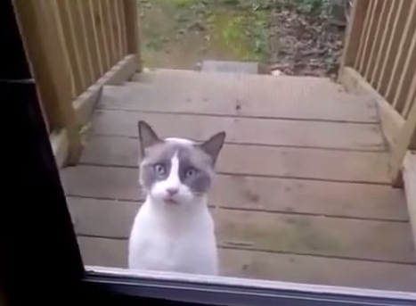 Юмор : Самый разговорчивый кот покоряет Интернет