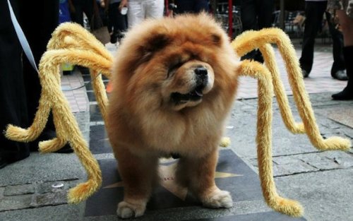 Костюмы для собак на Хэллоуин (25 фото)