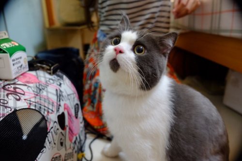 Удивлённый кот Банье (9 фото)