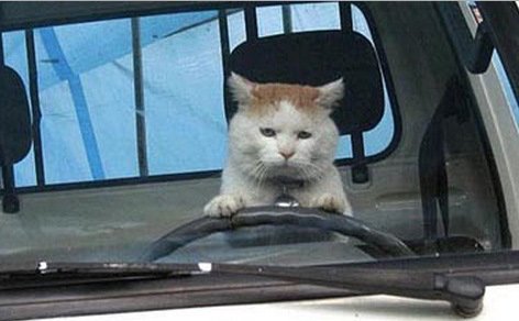 Коты-автомобилисты (10 фото)