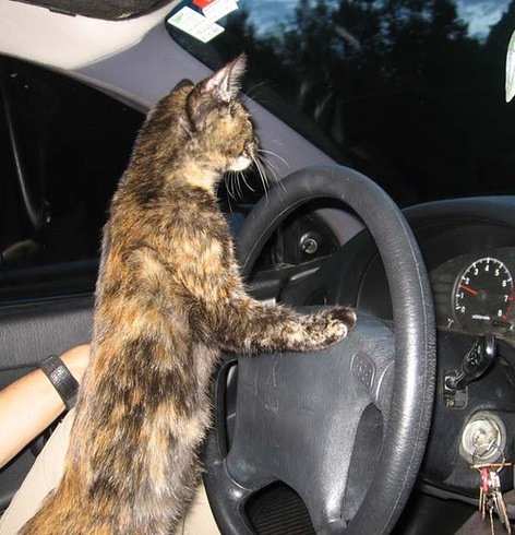 Коты-автомобилисты (10 фото)