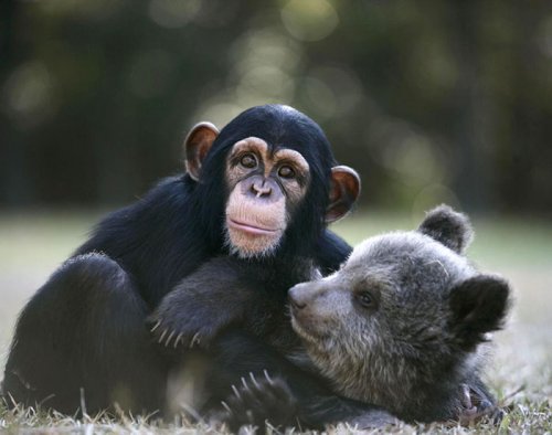 Невероятная и трогательная дружба между животными (35 фото)