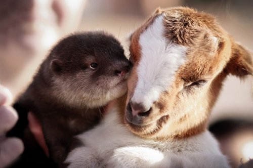 Невероятная и трогательная дружба между животными (35 фото)