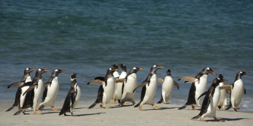 Папуанские пингвины – покорители волн (9 фото)