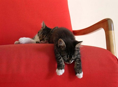 Спят усталые и смешные котяры (35 фото)