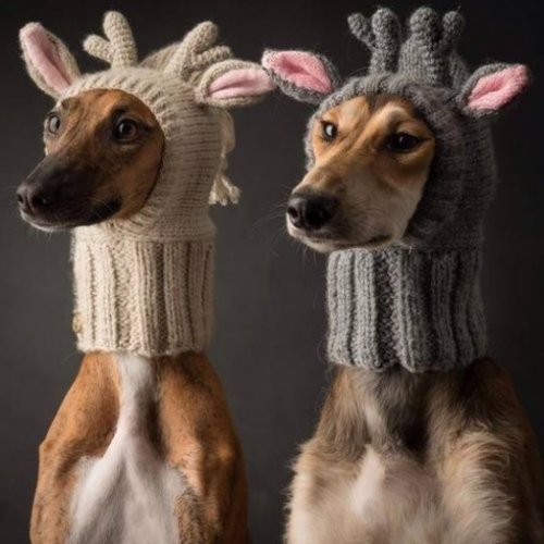 Очаровательные собаки в костюмах оленей (10 фото)