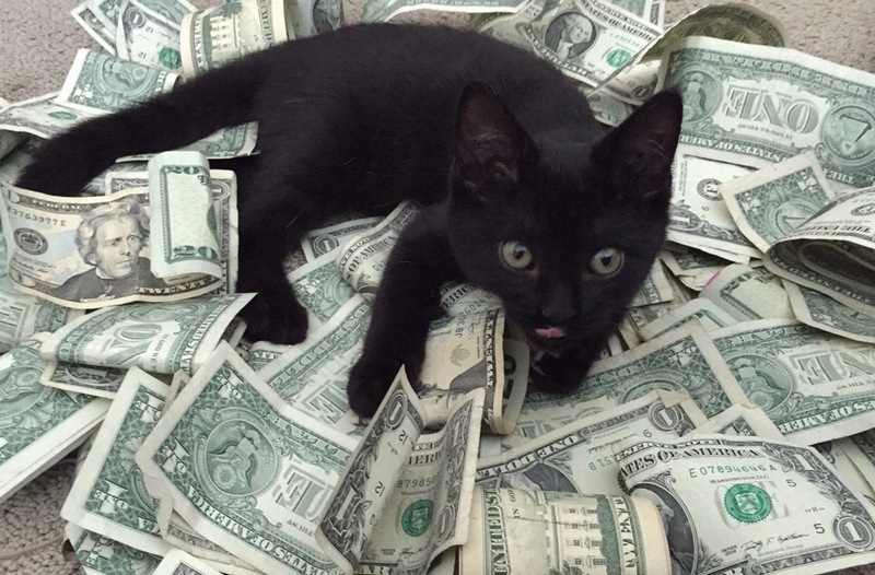 Деньги с животными фото