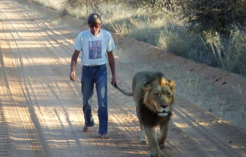 Дружба между львом и человеком, который его спас (9 фото + видео)
