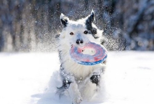 Зимние собачьи забавы (10 фото)