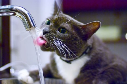 Кошки,которые любят воду (37 фото)