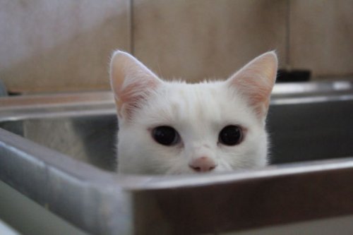 Кошки,которые любят воду (37 фото)
