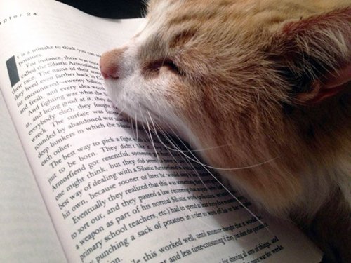 Коты, которые не дают читать (31 фото)