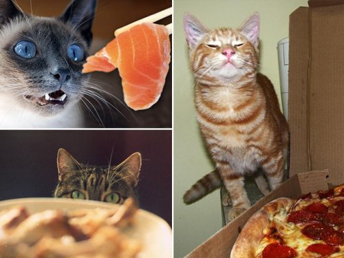 Взгляды животных, смотрящих на еду (18 фото)