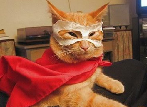 Кошки-супергерои (10 фото)