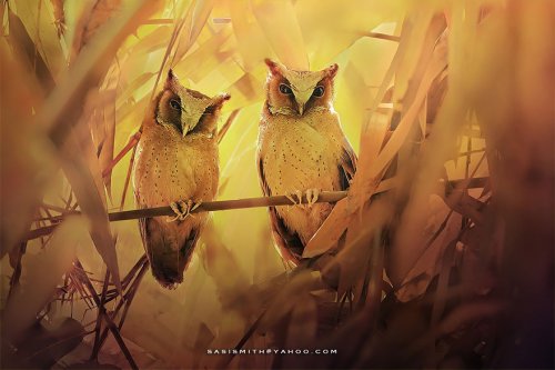Загадочные совы через объектив фотографа Саси Смит (13 фото)