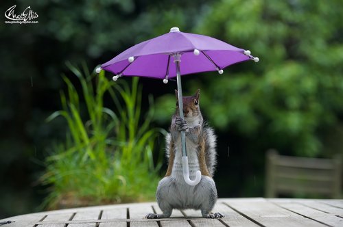 Белочка под зонтиком (5 фото)