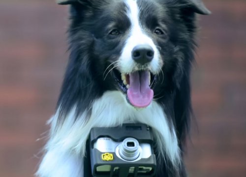 Первая в мире собака-фотограф (14 фото+видео)