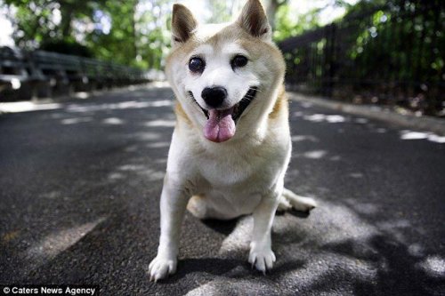 Самая улыбчивая собака в мире!(10 фото)