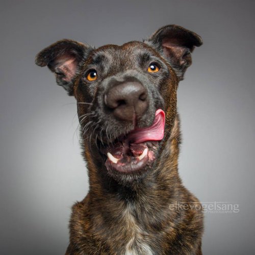 Забавные фотопортреты собак от Ельке Фогельзанг (17 фото)