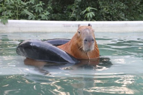 Забавные животные, любящие поплавать со спасательным кругом (9 фото)