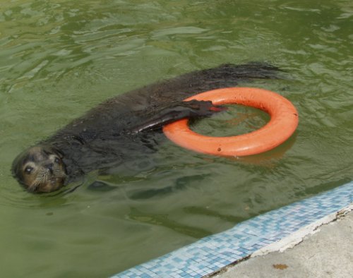 Забавные животные, любящие поплавать со спасательным кругом (9 фото)