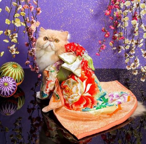 Кошки в кимоно (21 фото)